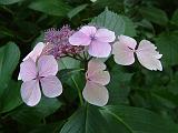 Hydrangea lacecap